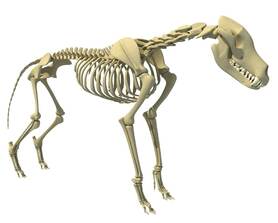 3D модель Волк скелет - TurboSquid 1122673