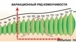 Л. д. №3. Вивчення закономірностей модифікаційної мінливості.