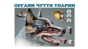 ОРГАНИ ЧУТТЯ ТВАРИН