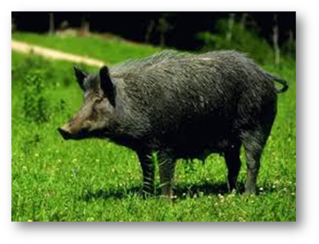 03003k5m-d403-897x687.png