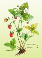 03003syv-8826-178x247.png