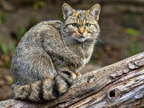38,862 BEST "Forest Cat" IMAGES, STOCK PHOTOS &amp; VECTORS | Adobe Stock