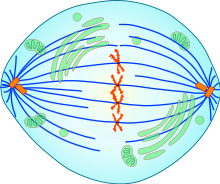 03003t1x-3b2a-220x184.png