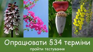 Суцвіття