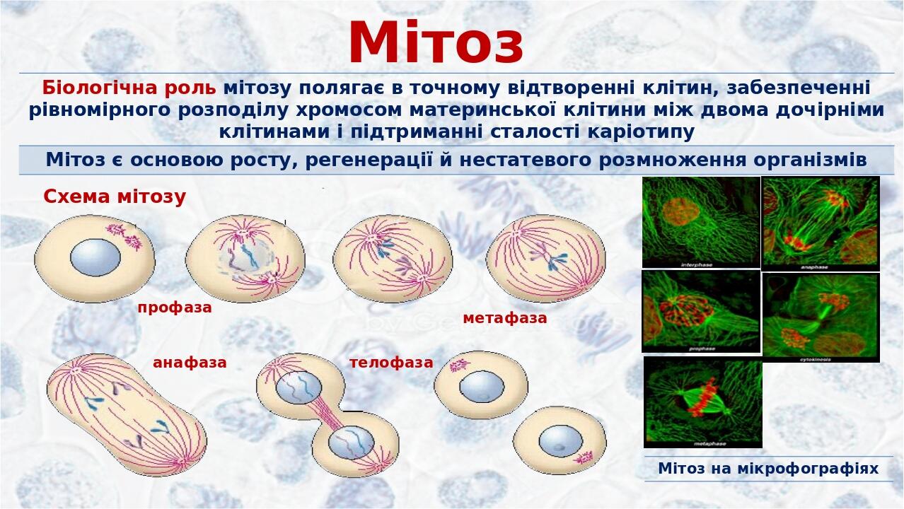 Телофаза хромосомный набор