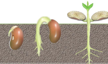 030043bg-f9aa-359x214.png