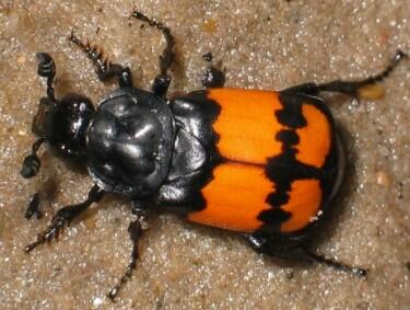 Гробарик звичайний (Nicrophorus vespillo)