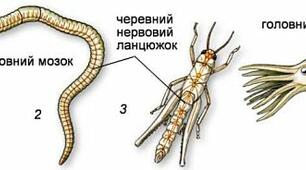 Нервова система тварин