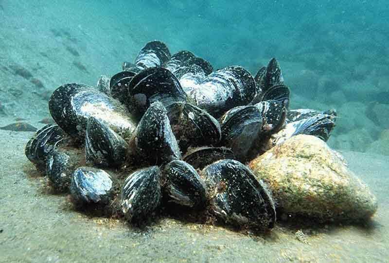 Как растут мидии под водой Defa group - рыба и морепродукты оптом