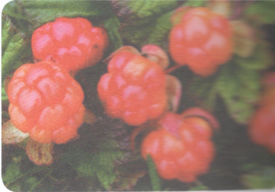 030048lx-670c-940x656.png