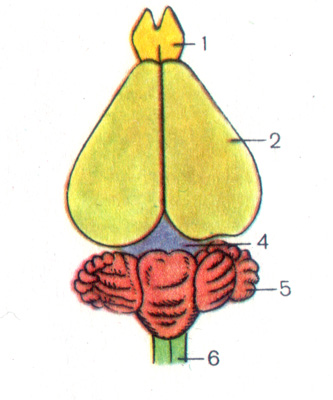 030049h1-48c5-333x400.png