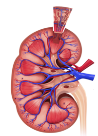 030049jg-de7c-201x279.png