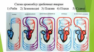 Практична робота №4 ПОРІВНЯННЯ БУДОВИ КРОВОНОСНОЇ СИСТЕМИ ХРЕБЕТНИХ ТВАРИН