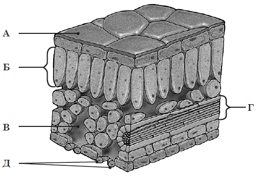 03004aya-e1e6-650x452.png