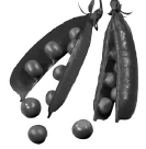 03004bpf-d841-296x303.png