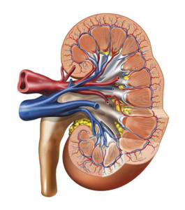 03004dzu-0832-265x300.png