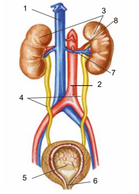 Мочевыделительная система и магистральные кровеносные сосуды рисунок