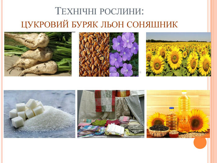 Технічні рослини:цукровий буряк льон соняшник