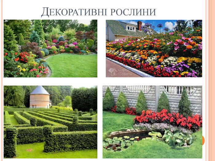 Декоративні рослини