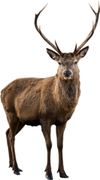 Big Game Hunting Lodge In Kansas City Picture Library - Олень На Белом Фоне | Full Size PNG Download | SeekPNG