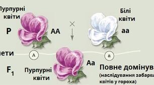 Моногібридне схрещування. Взаємодія алельних генів.
