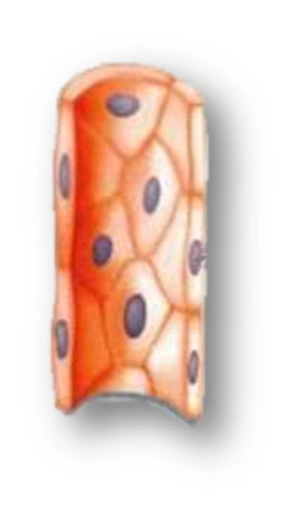 03004ovg-a291-278x478.png