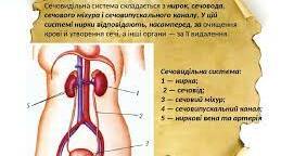 Будова і функції сечовидільної системи.