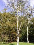 03004ua5-3a01-117x156.jpg