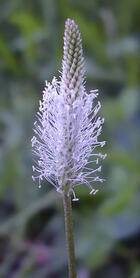 03004v1b-daeb-140x278.jpg