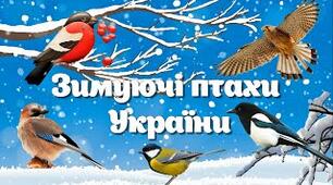 Зимуючі птахи України