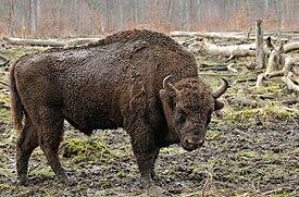 Зубр — Википедия