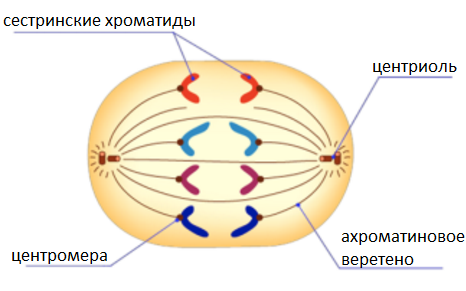030054bw-48ed-466x291.png