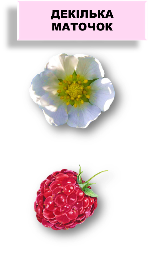 030058hc-c4cf-519x942.png