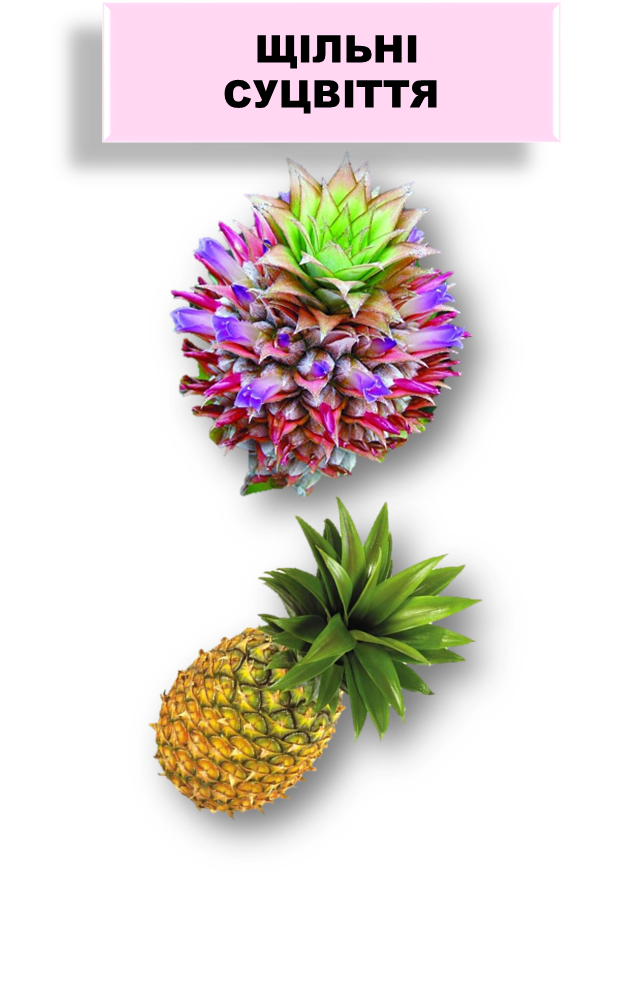 030058hw-5084-633x997.png