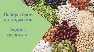 Будова насінини. Лабораторне дослідження 