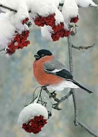 03005956-9367-200x280.gif