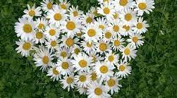 Урок-інтерпретації ліричного твору. Образ Лаури у творах Петрарка.