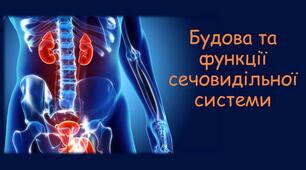  Будова та функції сечовидільної системи. Захворювання сечовидільної системи.