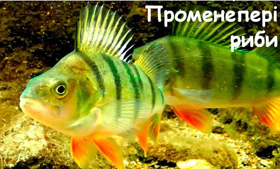 03005l68-8efc-940x567.png
