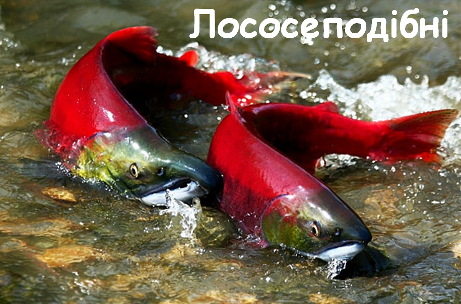 03005lgq-8303-915x604.png