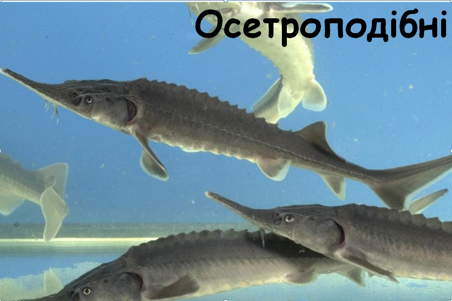03005lgy-3ad5-914x608.png