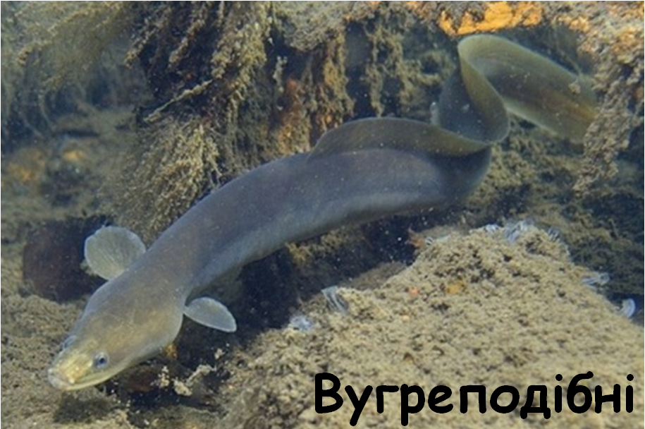03005lrz-854a-915x608.png