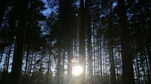 Хвильові властивості світла