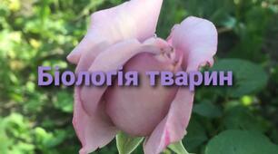 Нервова система, її значення, розвиток у різних тварин