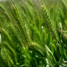 030069y8-ff80-217x217.jpg