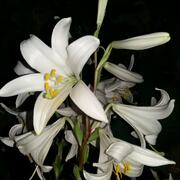 03006dlz-5489-180x180.jpg