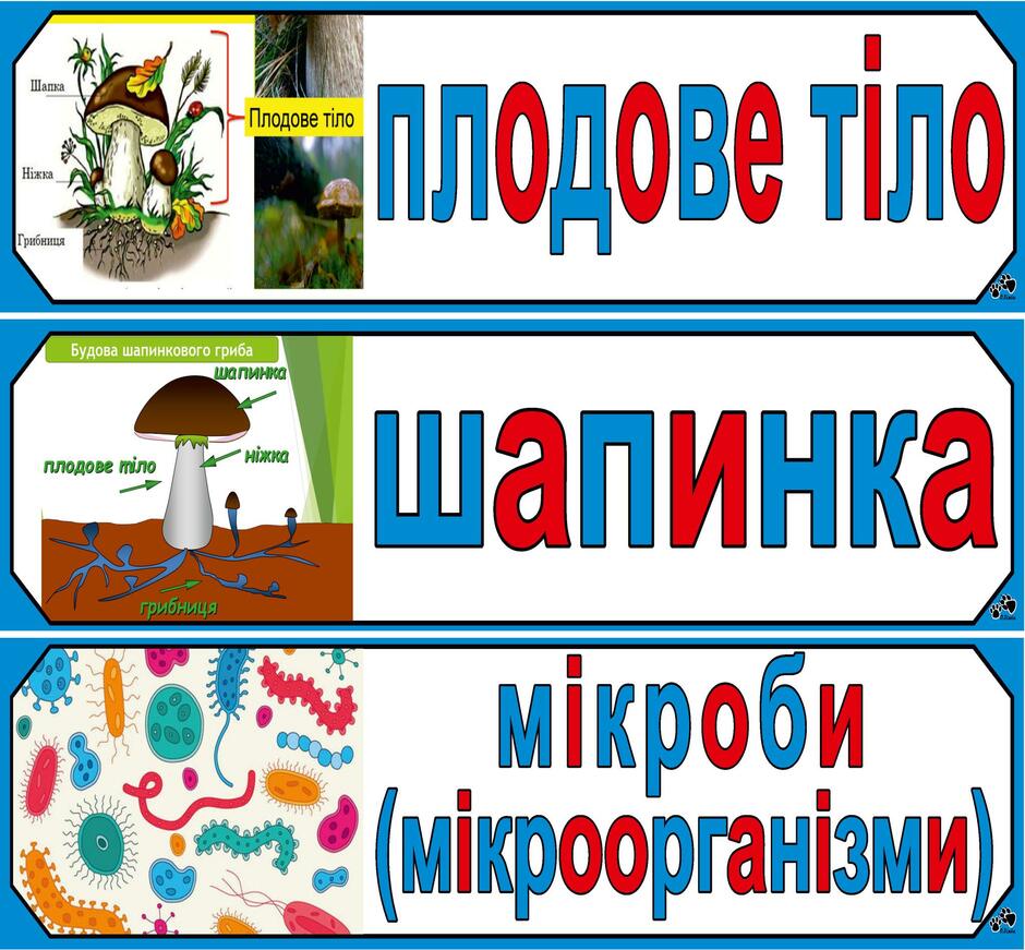На зображенні може бути: текст «шапка нижка грибниця плодове тло плодове т¡ло будова шапинкового гриба шапинка плодове miлo нижка грибниця шапинка мкроби (мкроорганзми)»