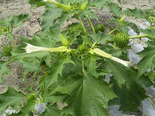 03006gan-d207-320x240.jpg