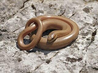 03006gk1-d880-320x240.jpg
