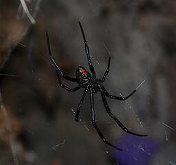 03006gq3-b7fd-256x240.jpg